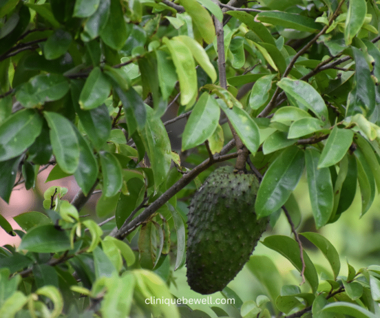 Découvre 3 Plantes Camerounaises Pour Mieux Dormir Naturellement